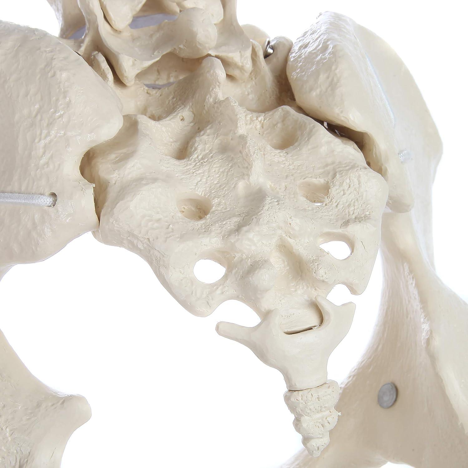 Modelo de Pelvis Femenina Rudiger Anatomie con Huesos 1.81kg