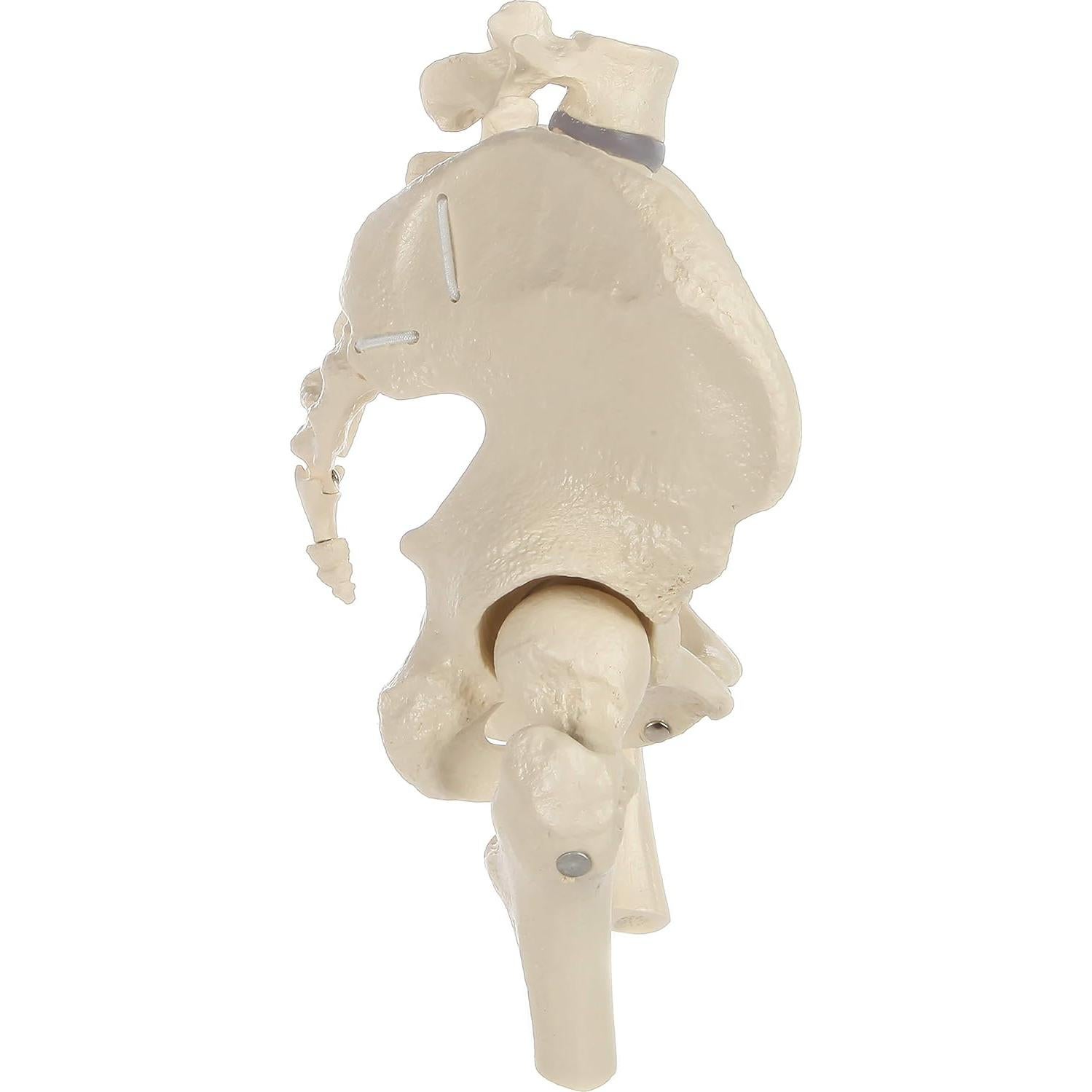 Modelo de Pelvis Femenina Rudiger Anatomie con Huesos 1.81kg