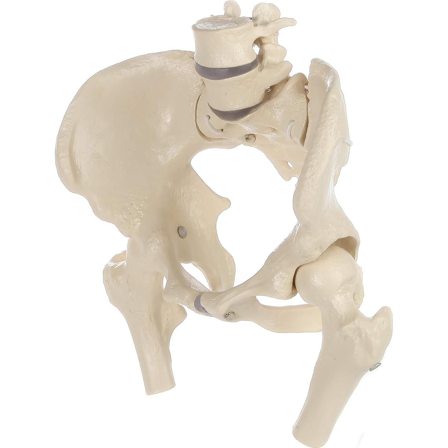 Modelo de Pelvis Femenina Rudiger Anatomie con Huesos 1.81kg