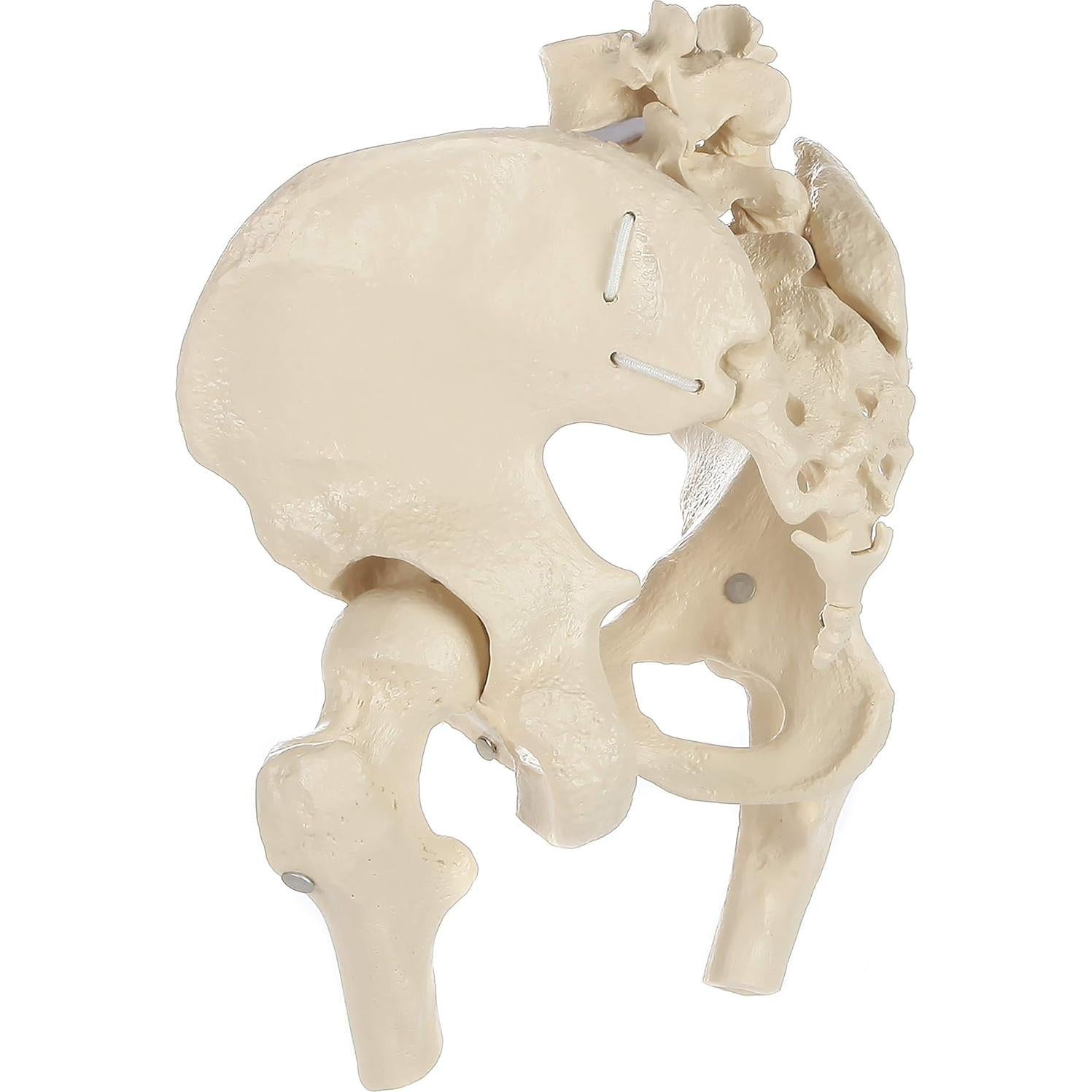Modelo de Pelvis Femenina Rudiger Anatomie con Huesos 1.81kg