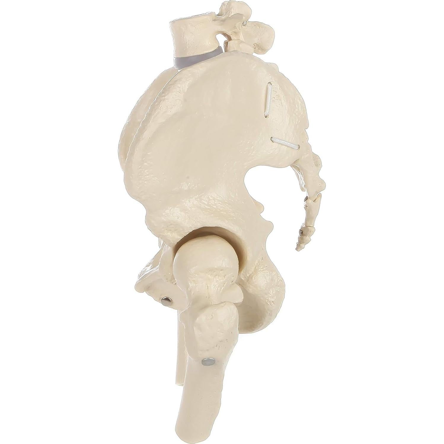 Modelo de Pelvis Femenina Rudiger Anatomie con Huesos 1.81kg