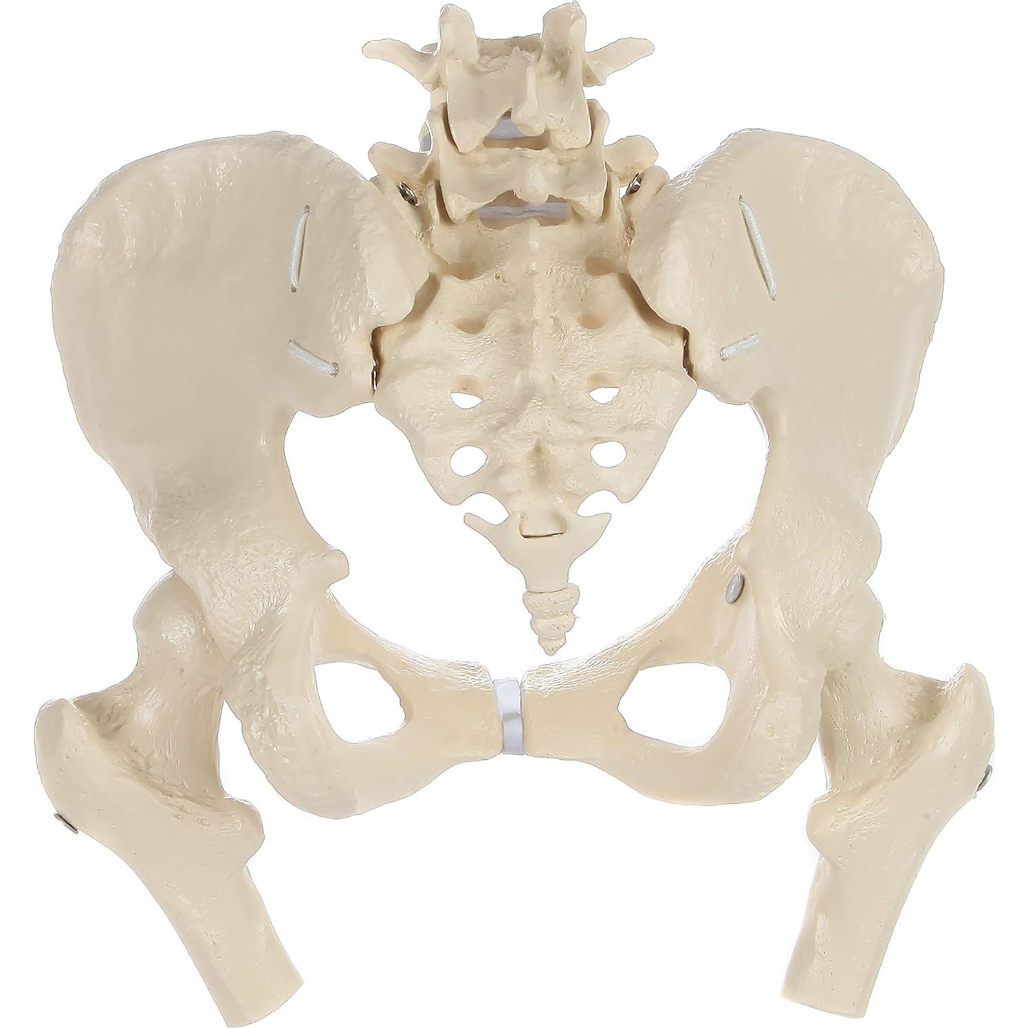 Modelo de Pelvis Femenina Rudiger Anatomie con Huesos 1.81kg