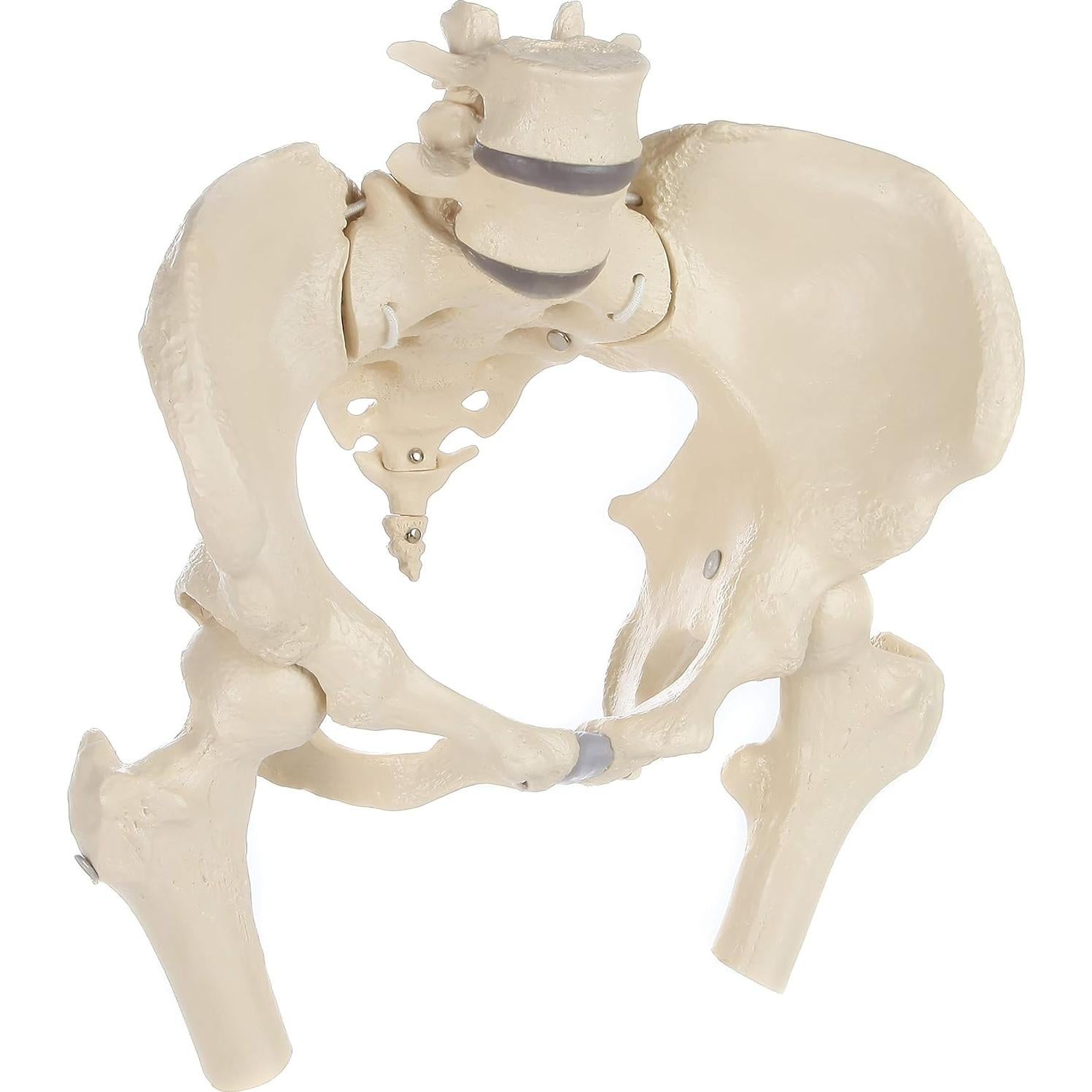 Modelo de Pelvis Femenina Rudiger Anatomie con Huesos 1.81kg