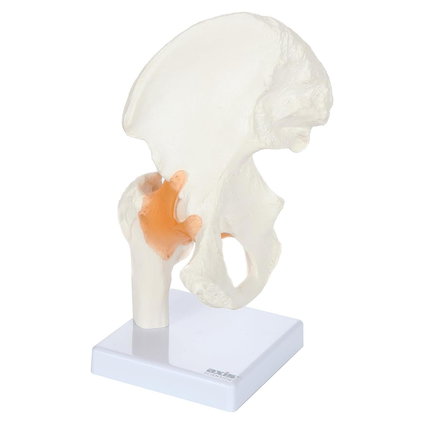 Modelo de Pelvis Humana a Tamaño Real Axis Scientific 24 cm