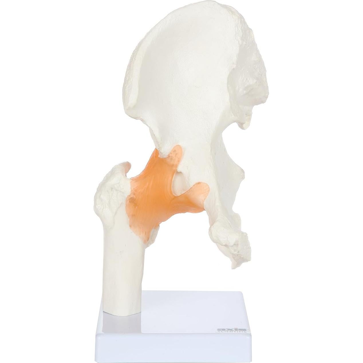 Modelo de Pelvis Humana a Tamaño Real Axis Scientific 24 cm