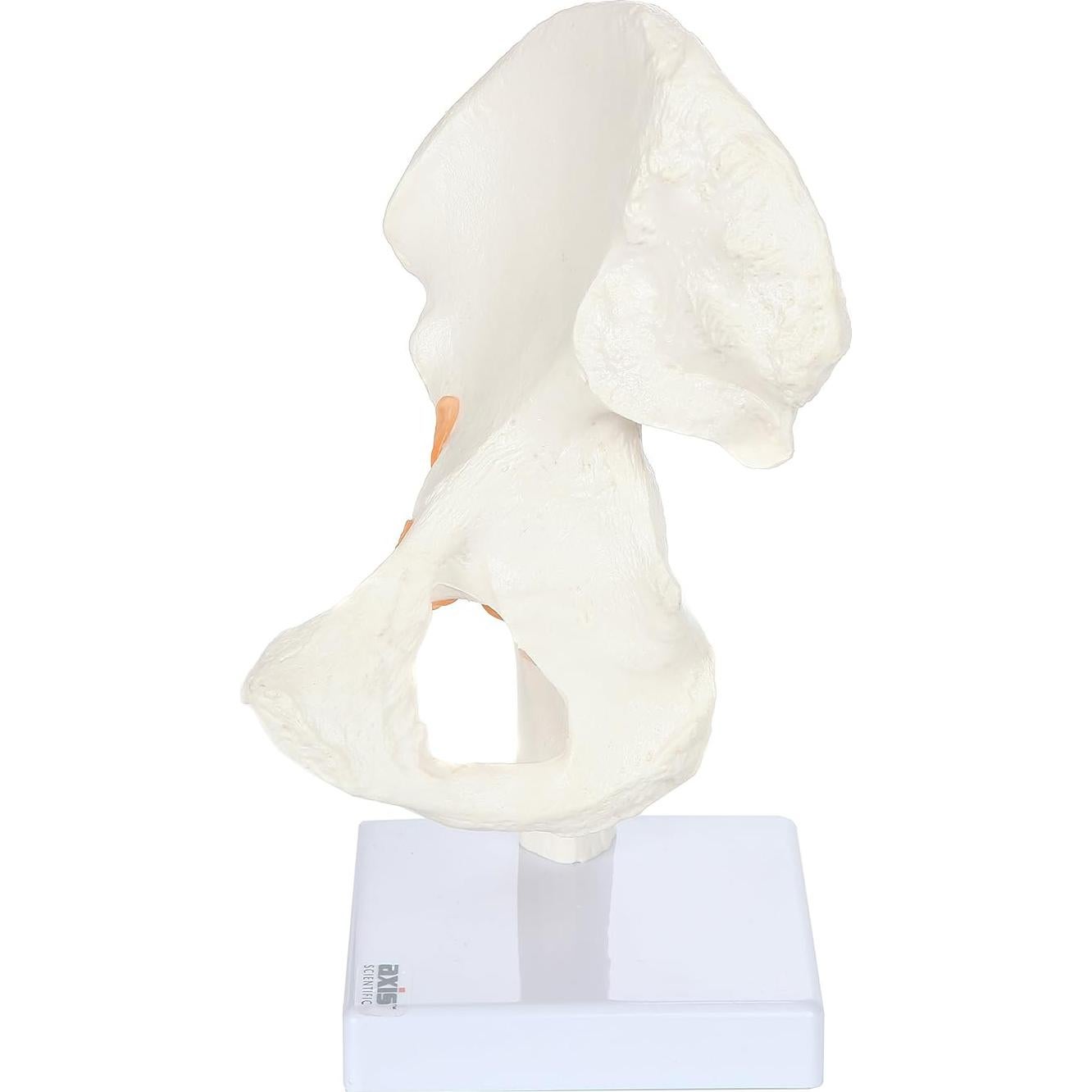 Modelo de Pelvis Humana a Tamaño Real Axis Scientific 24 cm