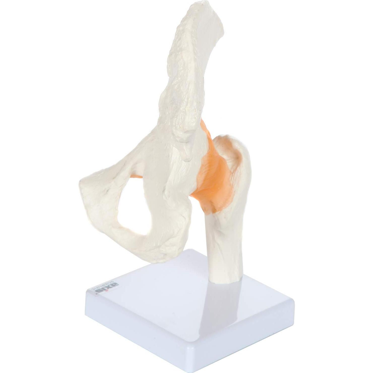 Modelo de Pelvis Humana a Tamaño Real Axis Scientific 24 cm