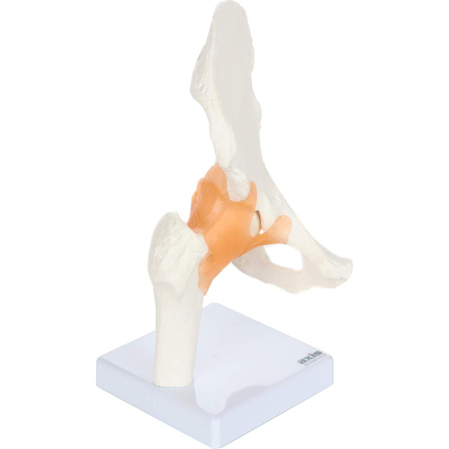 Modelo de Pelvis Humana a Tamaño Real Axis Scientific 24 cm