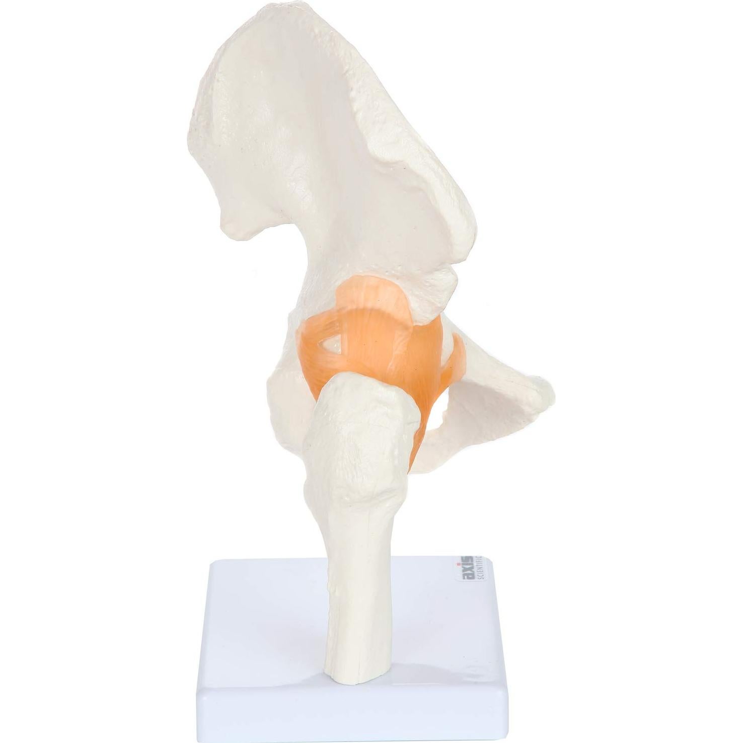 Modelo de Pelvis Humana a Tamaño Real Axis Scientific 24 cm