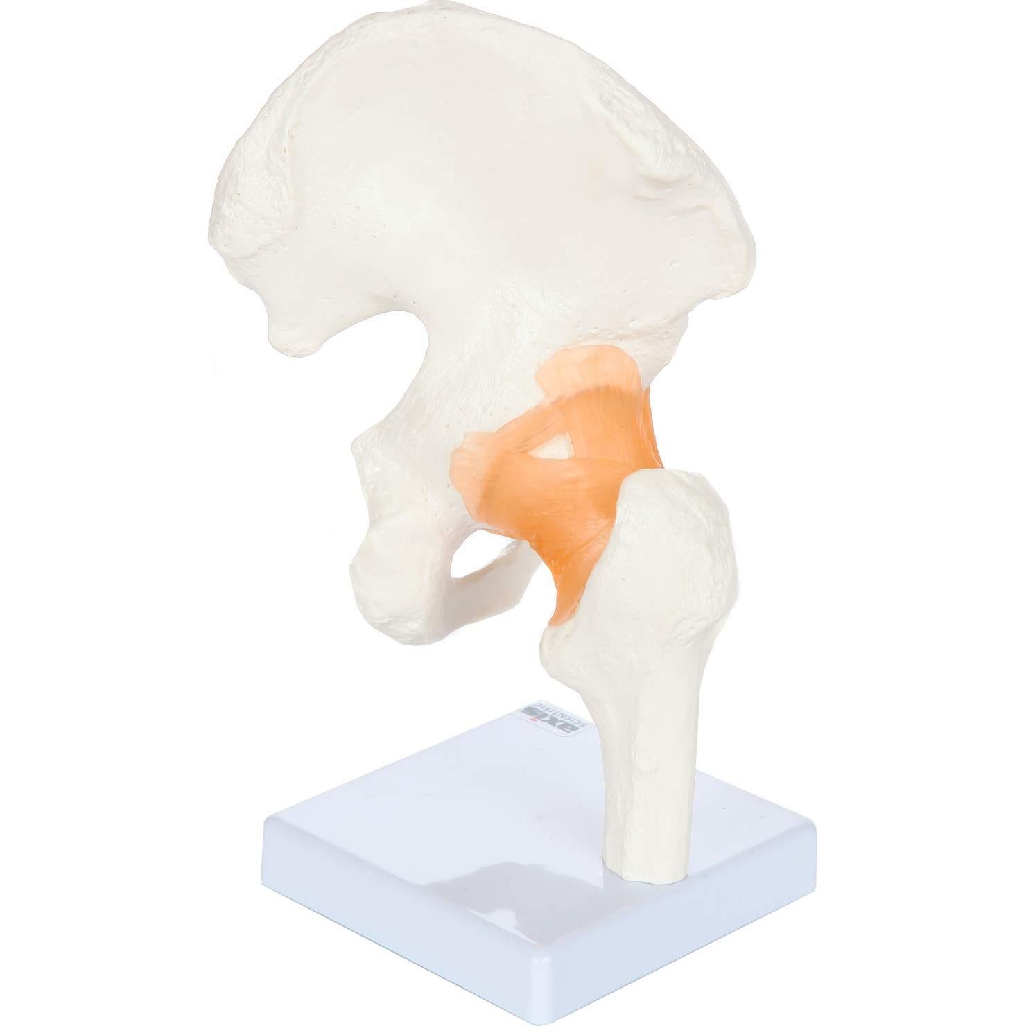 Modelo de Pelvis Humana a Tamaño Real Axis Scientific 24 cm