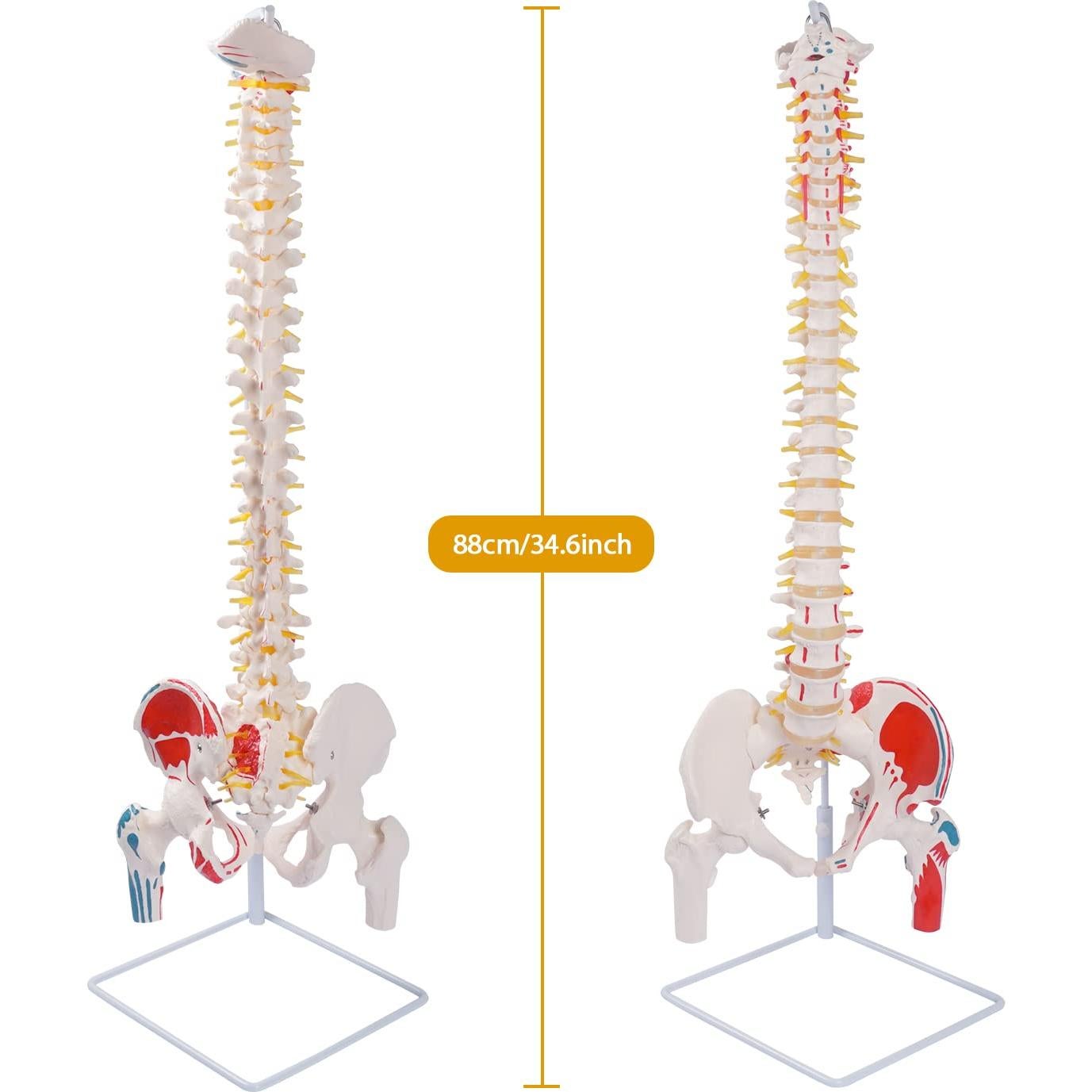 Modelo de Columna Vertebral Flexible Breesky 90 cm Anatomía