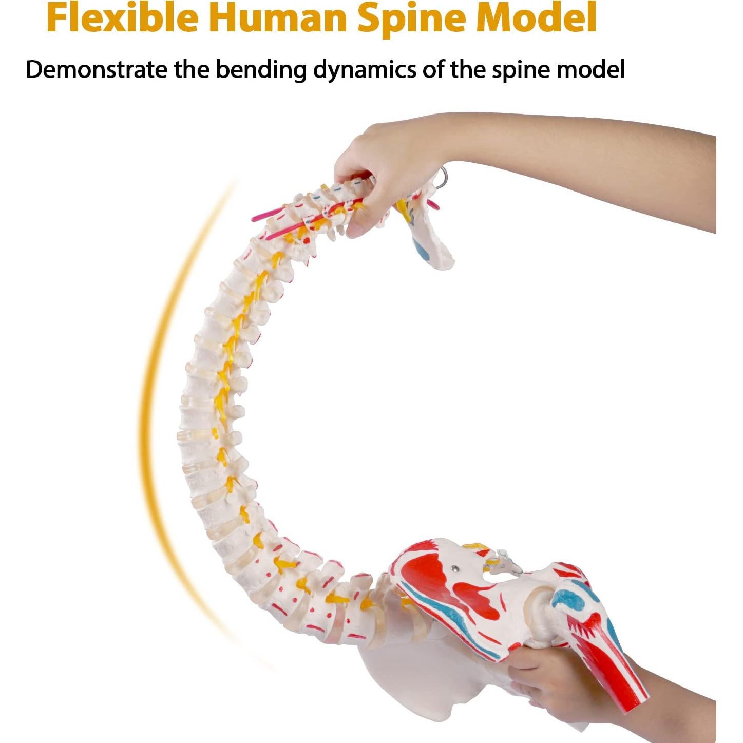 Modelo de Columna Vertebral Flexible Breesky 90 cm Anatomía