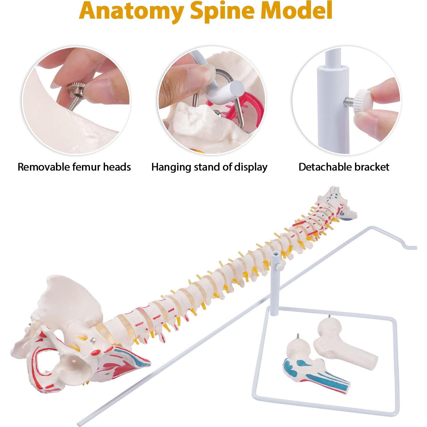 Modelo de Columna Vertebral Flexible Breesky 90 cm Anatomía