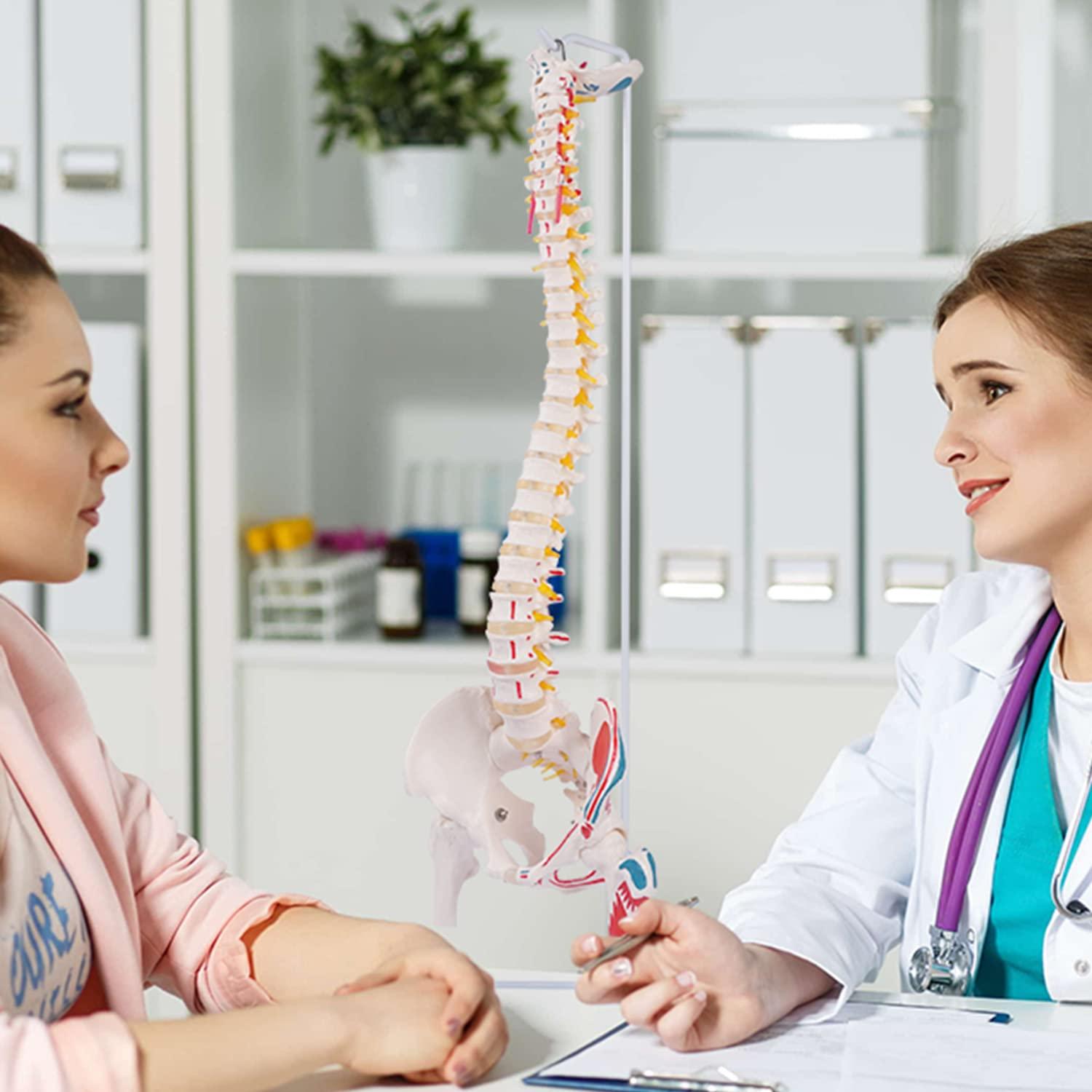 Modelo de Columna Vertebral Flexible Breesky 90 cm Anatomía