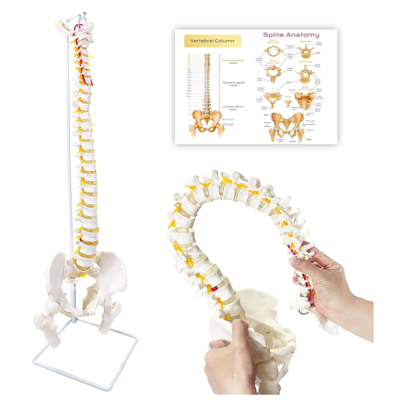 Modelo de Columna Vertebral Humana Flexible Koretech 87.8 cm