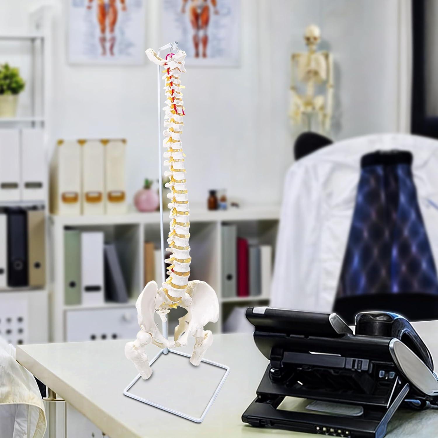 Modelo de Columna Vertebral Humana Flexible Koretech 87.8 cm