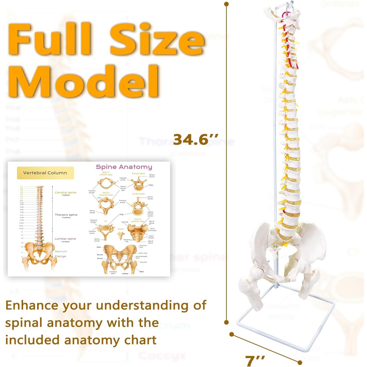 Modelo de Columna Vertebral Humana Flexible Koretech 87.8 cm