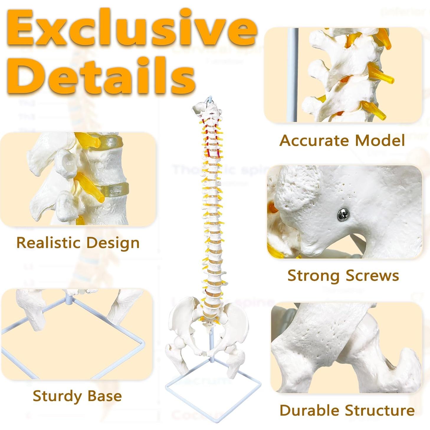 Modelo de Columna Vertebral Humana Flexible Koretech 87.8 cm