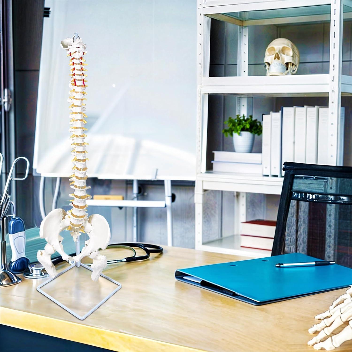 Modelo de Columna Vertebral Humana Flexible Koretech 87.8 cm