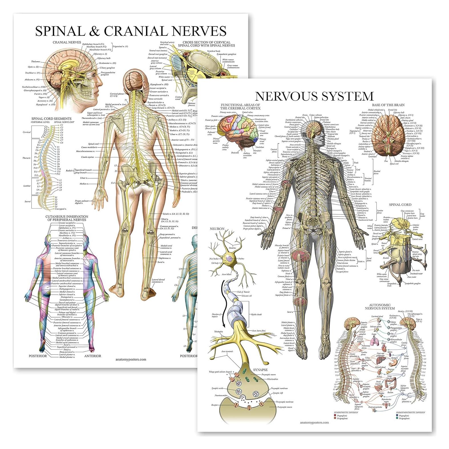 Paquete de 2 Pósteres Anatómicos Nervios Espinales 45.7x60.9cm