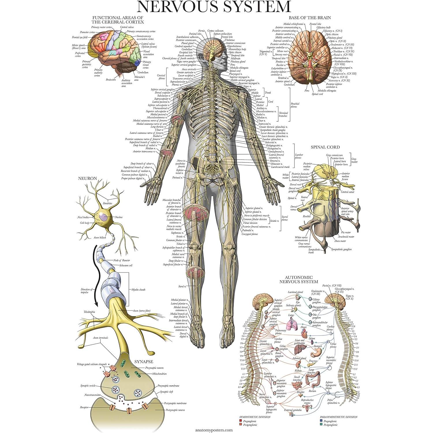 Paquete de 2 Pósteres Anatómicos Nervios Espinales 45.7x60.9cm