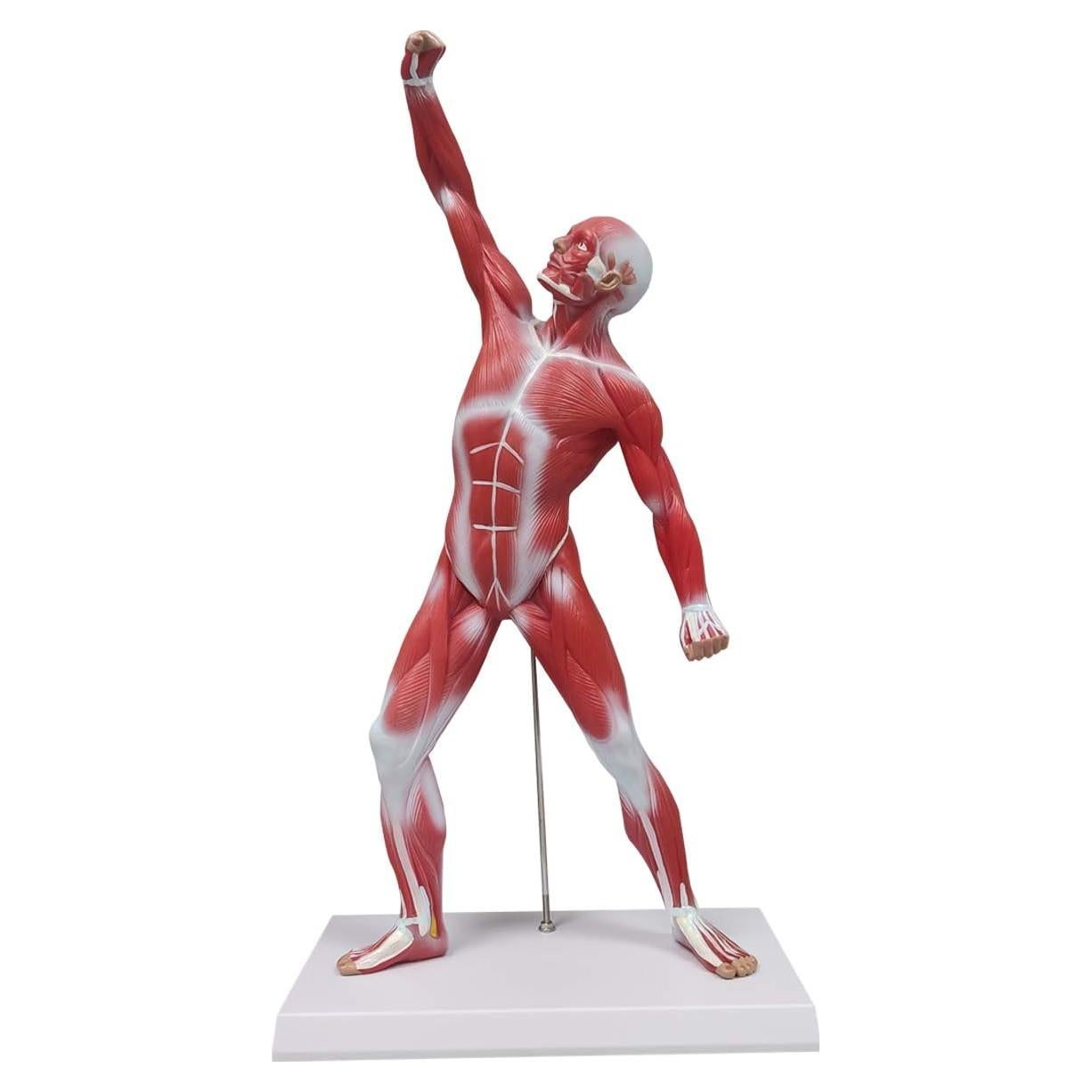 Modelo de Anatomía Humana de Músculos Ultrassist 50 cm