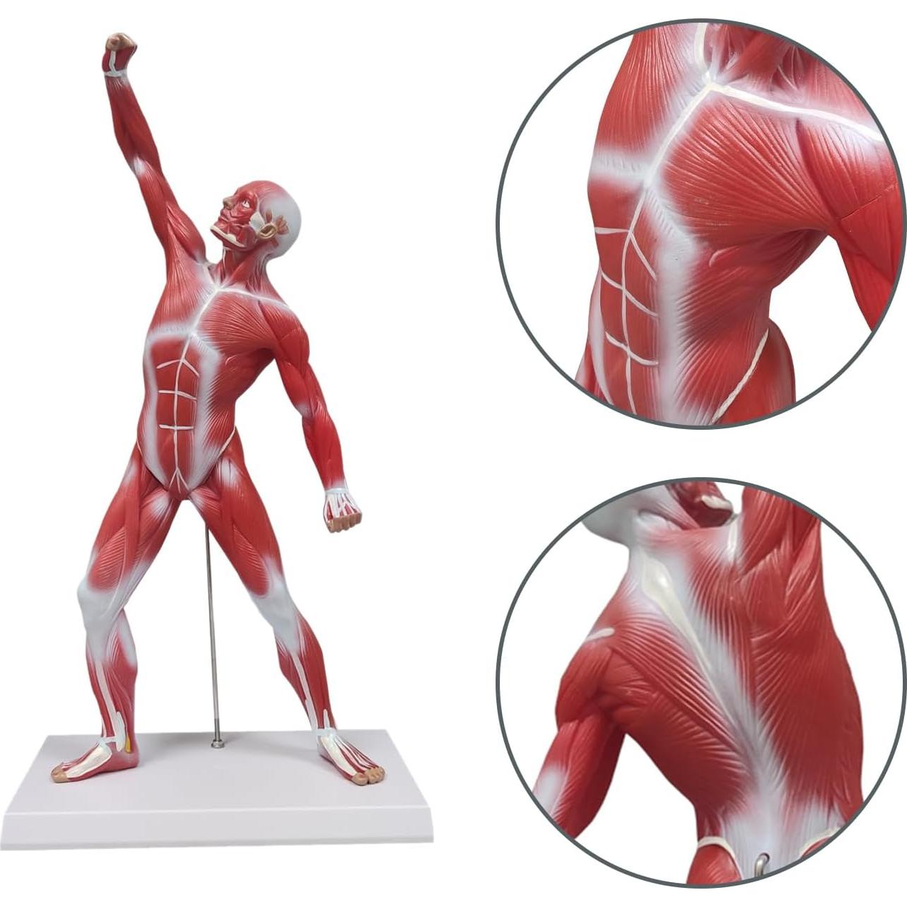 Modelo de Anatomía Humana de Músculos Ultrassist 50 cm