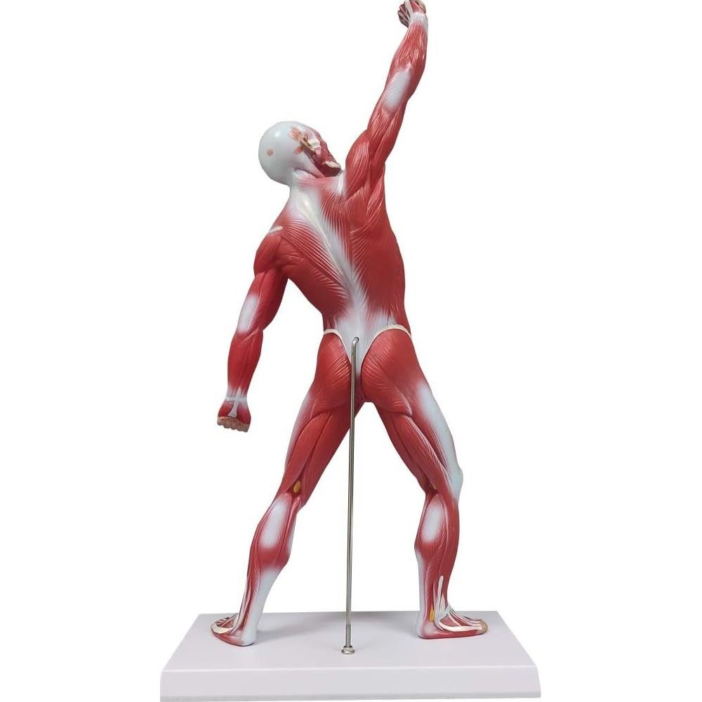 Modelo de Anatomía Humana de Músculos Ultrassist 50 cm