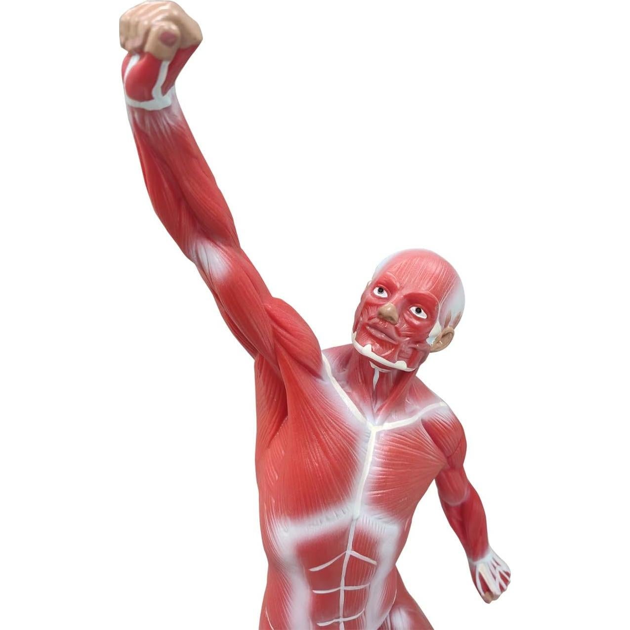 Modelo de Anatomía Humana de Músculos Ultrassist 50 cm