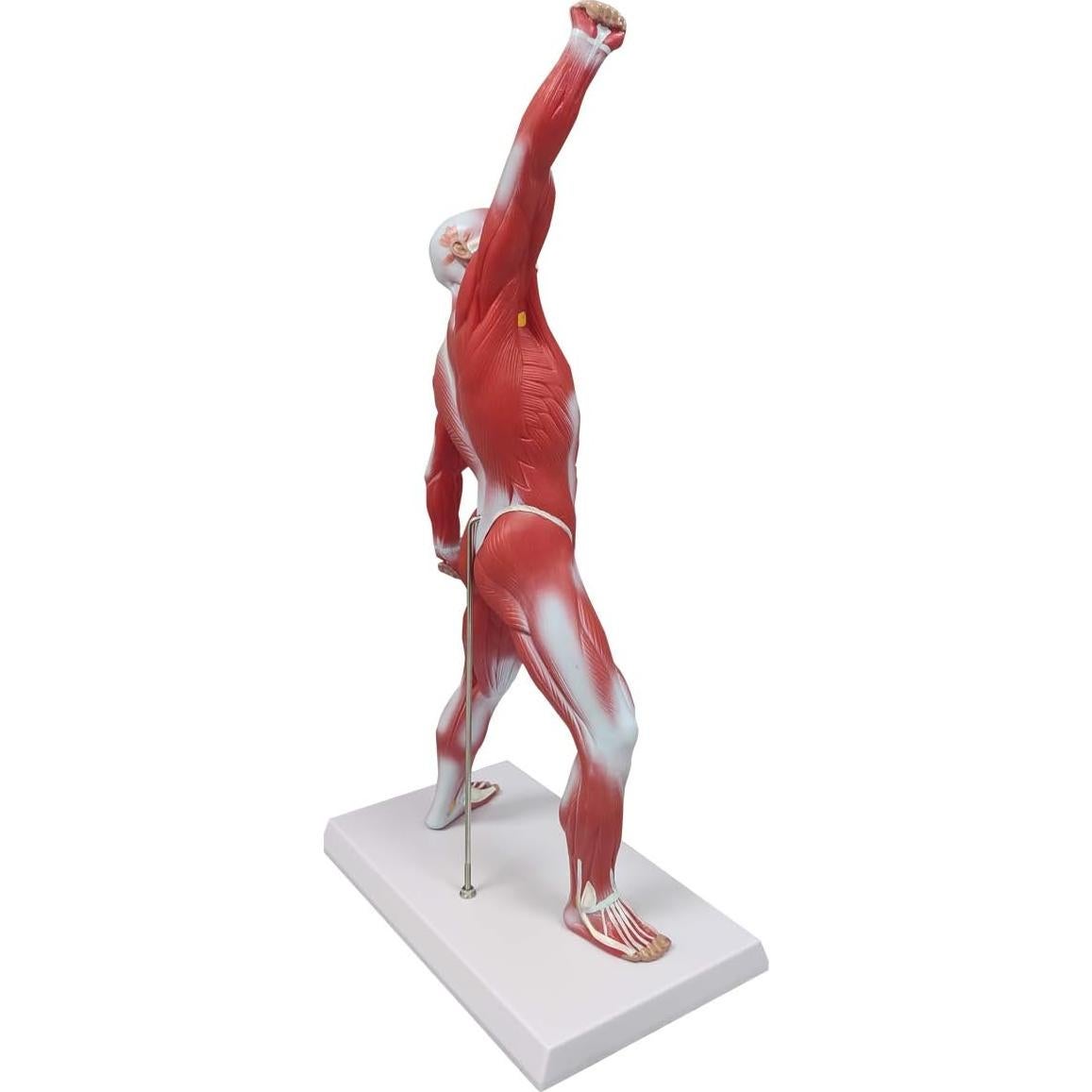 Modelo de Anatomía Humana de Músculos Ultrassist 50 cm