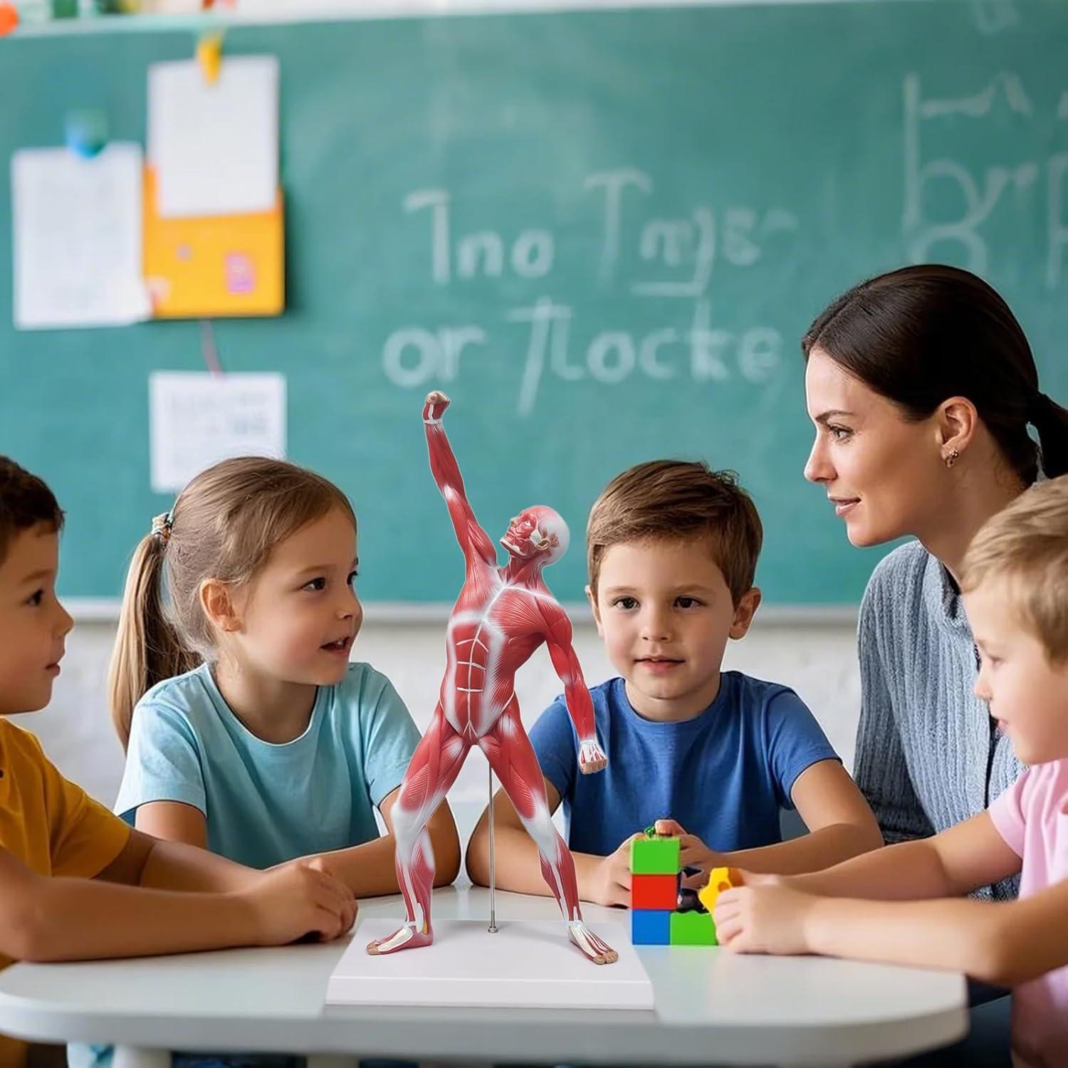 Modelo de Anatomía Humana de Músculos Ultrassist 50 cm