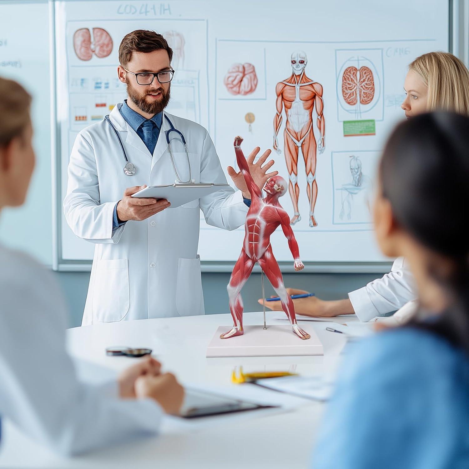 Modelo de Anatomía Humana de Músculos Ultrassist 50 cm