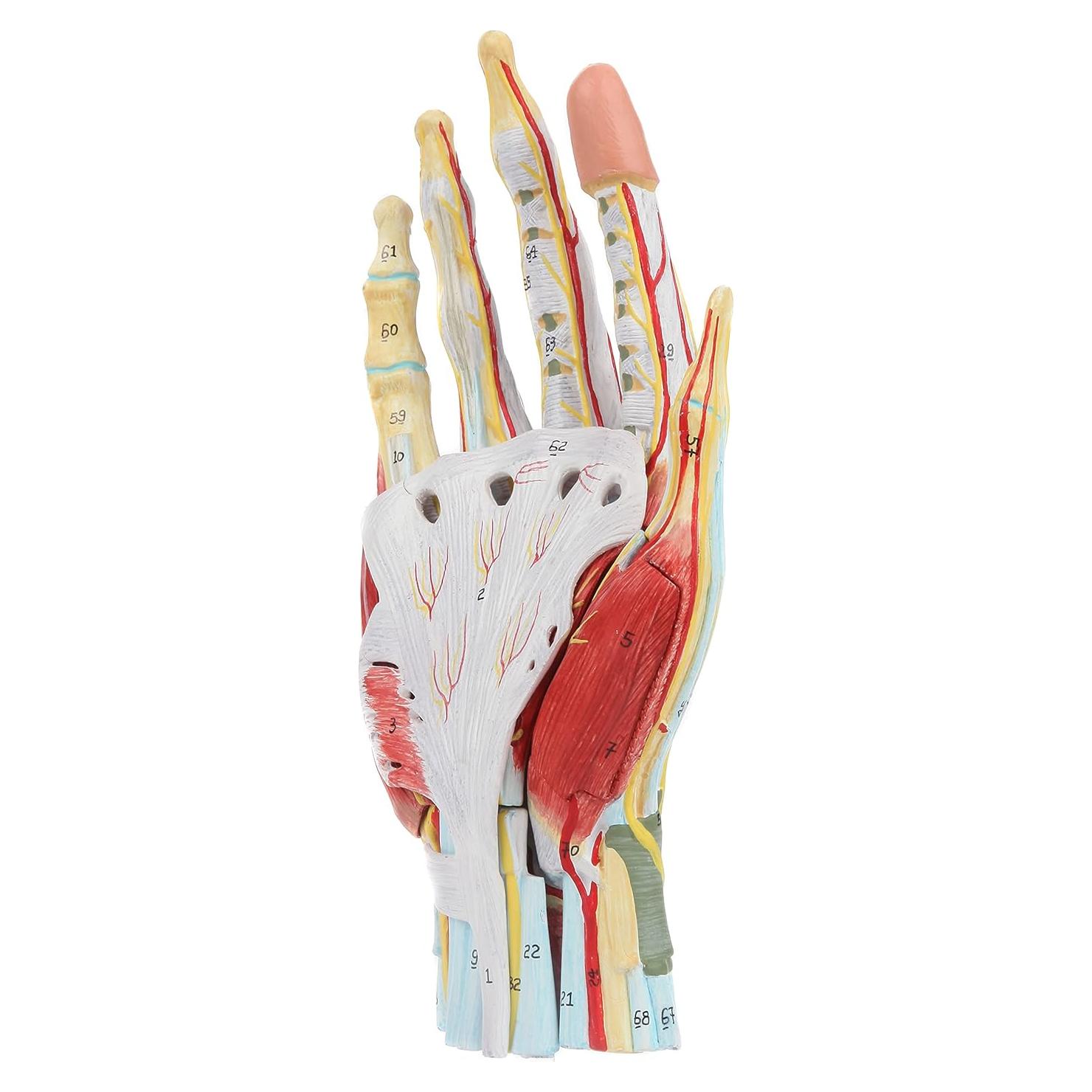 Modelo de Anatomía de Mano Axis Scientific 7 Partes Detalladas