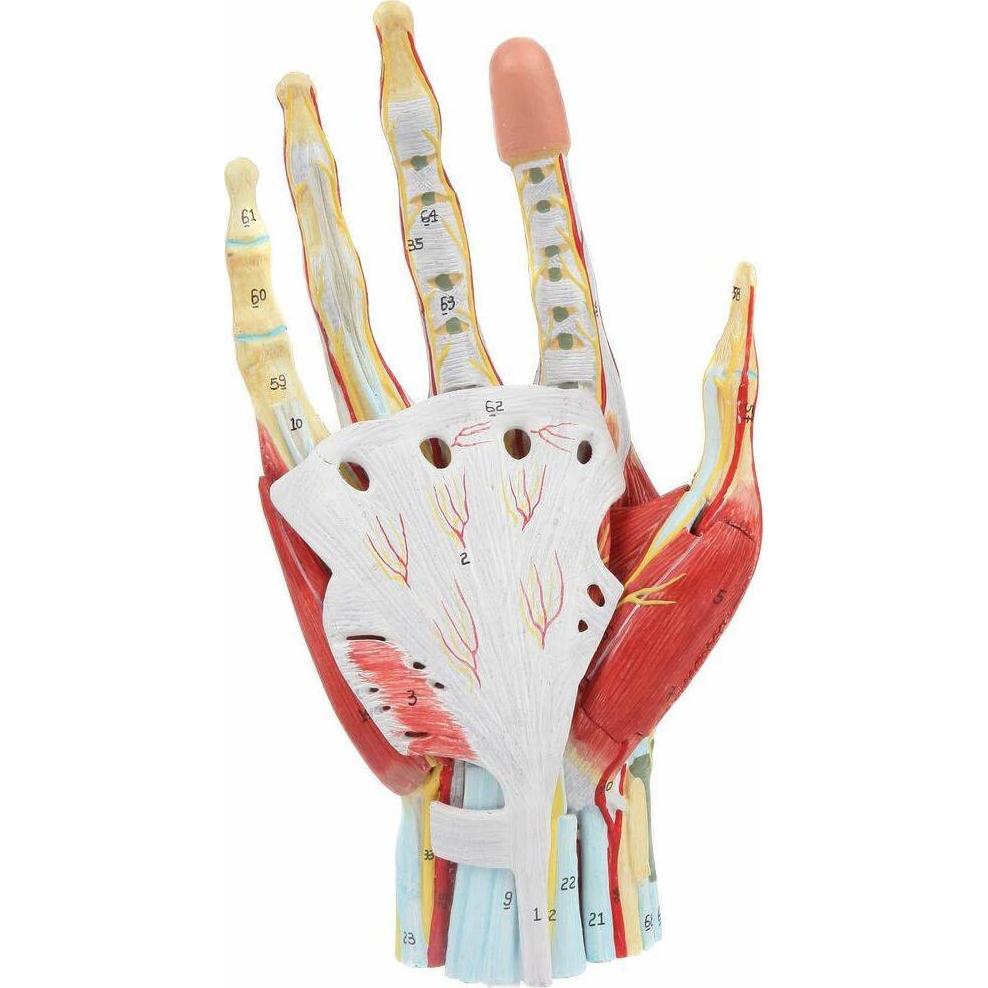 Modelo de Anatomía de Mano Axis Scientific 7 Partes Detalladas