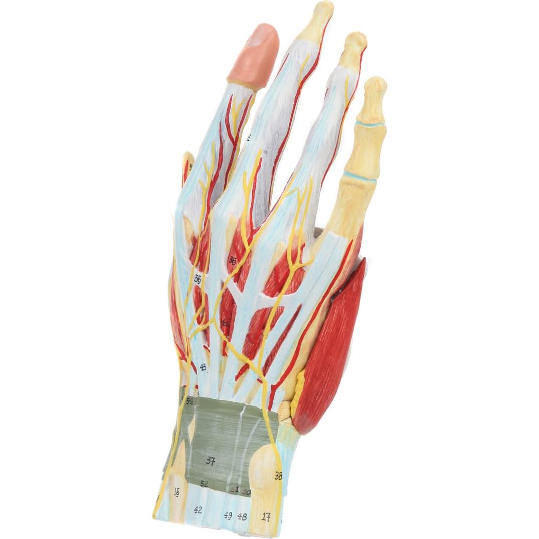 Modelo de Anatomía de Mano Axis Scientific 7 Partes Detalladas
