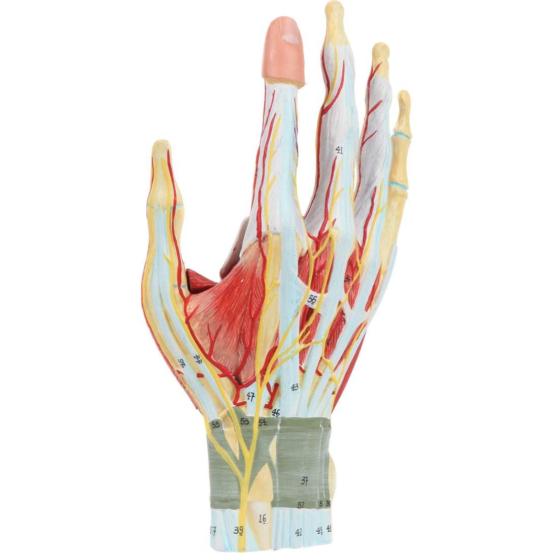 Modelo de Anatomía de Mano Axis Scientific 7 Partes Detalladas