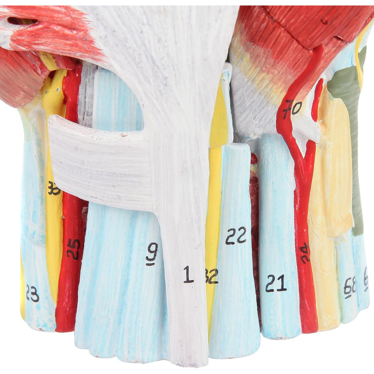 Modelo de Anatomía de Mano Axis Scientific 7 Partes Detalladas