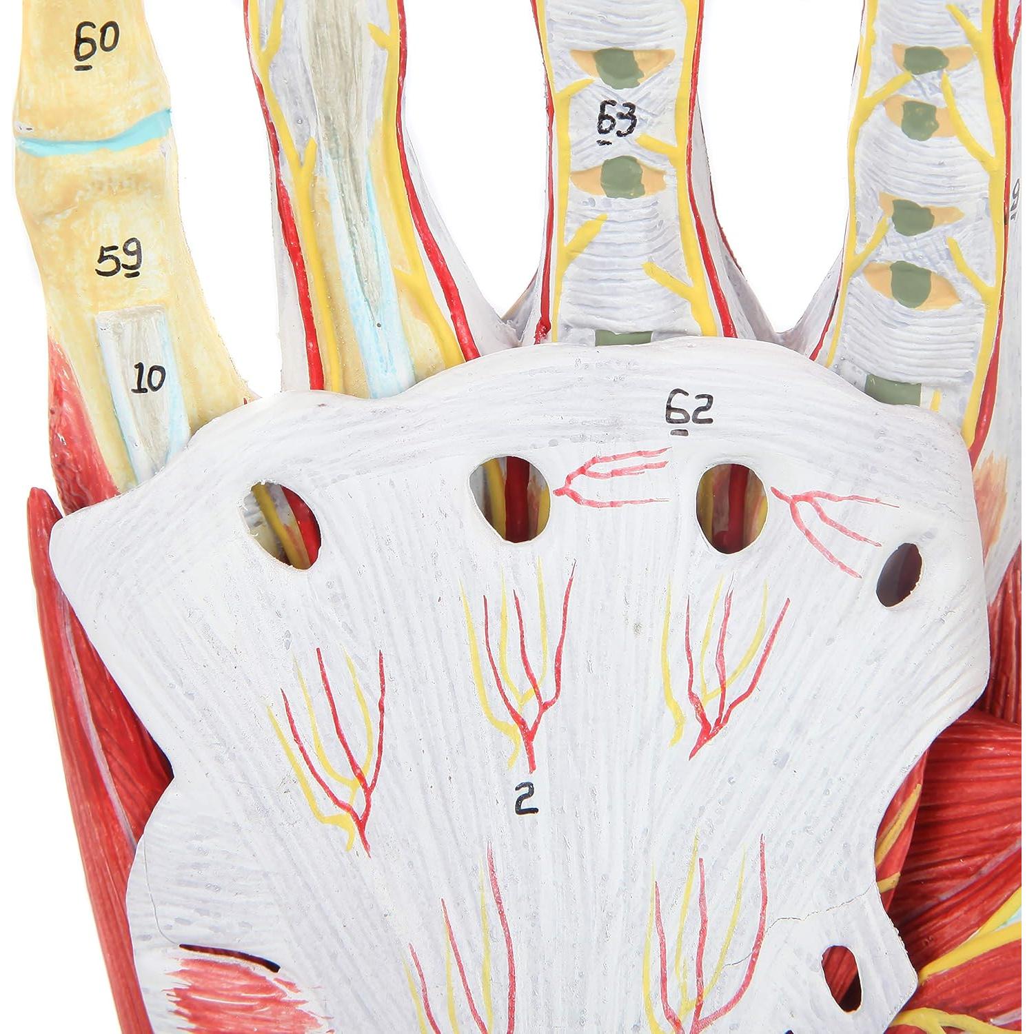 Modelo de Anatomía de Mano Axis Scientific 7 Partes Detalladas