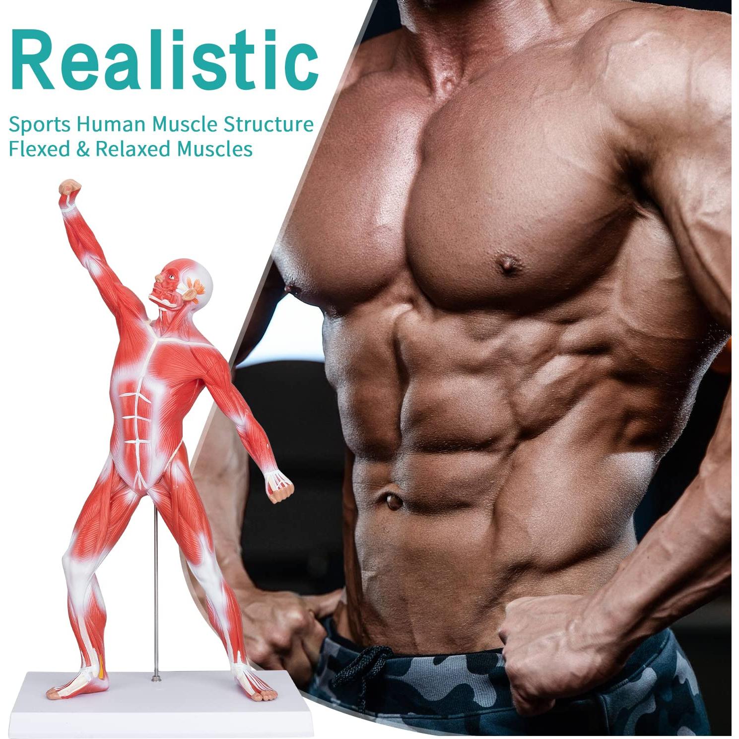 Modelo de Anatomía Muscular Humana Miniatura 1/4 LVCHEN