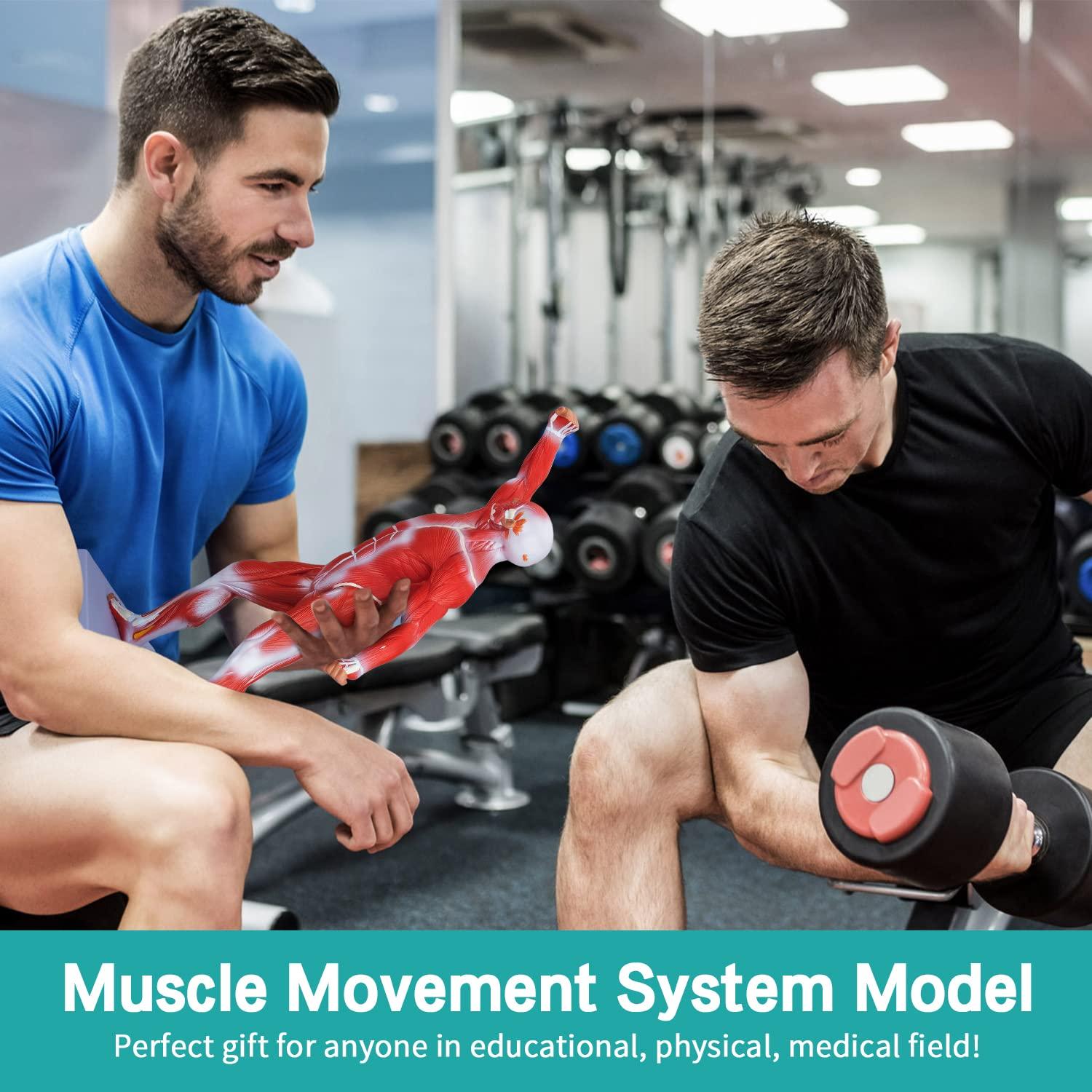 Modelo de Anatomía Muscular Humana Miniatura 1/4 LVCHEN