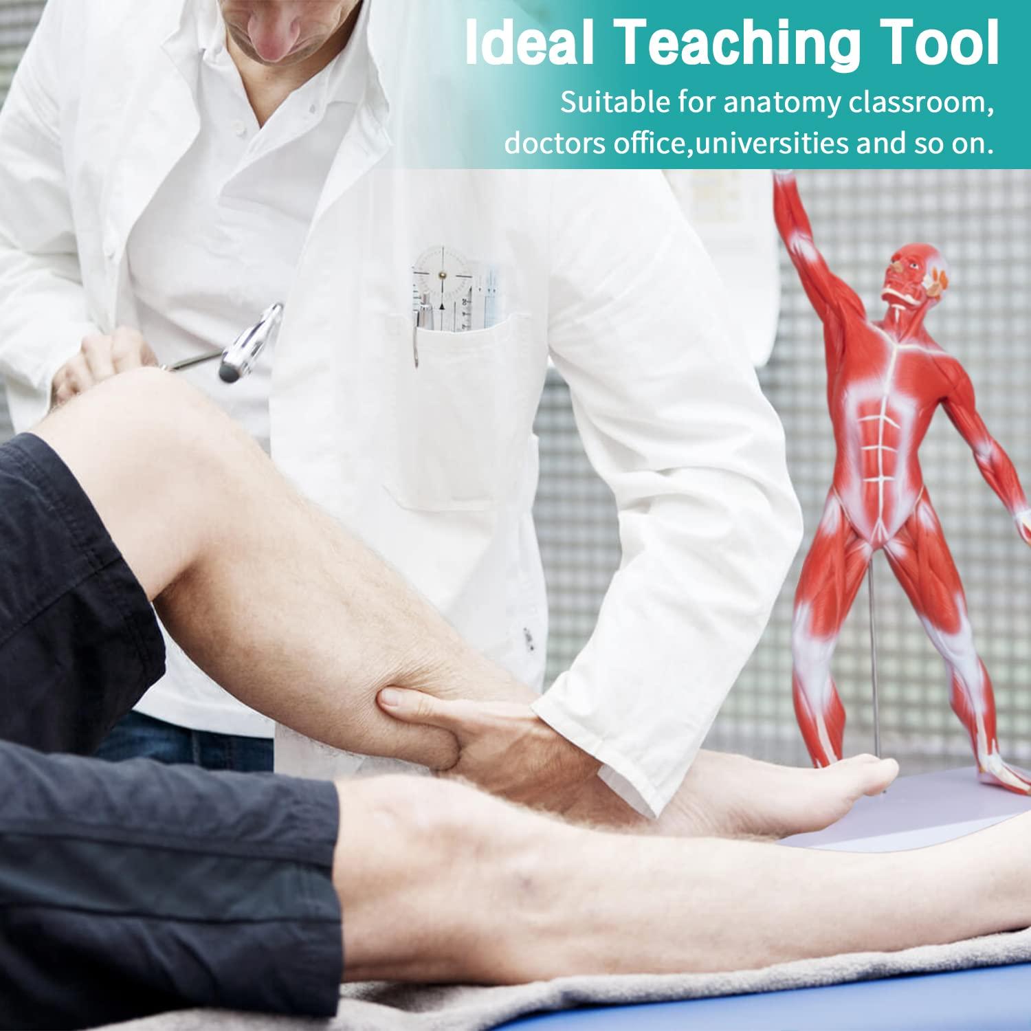 Modelo de Anatomía Muscular Humana Miniatura 1/4 LVCHEN