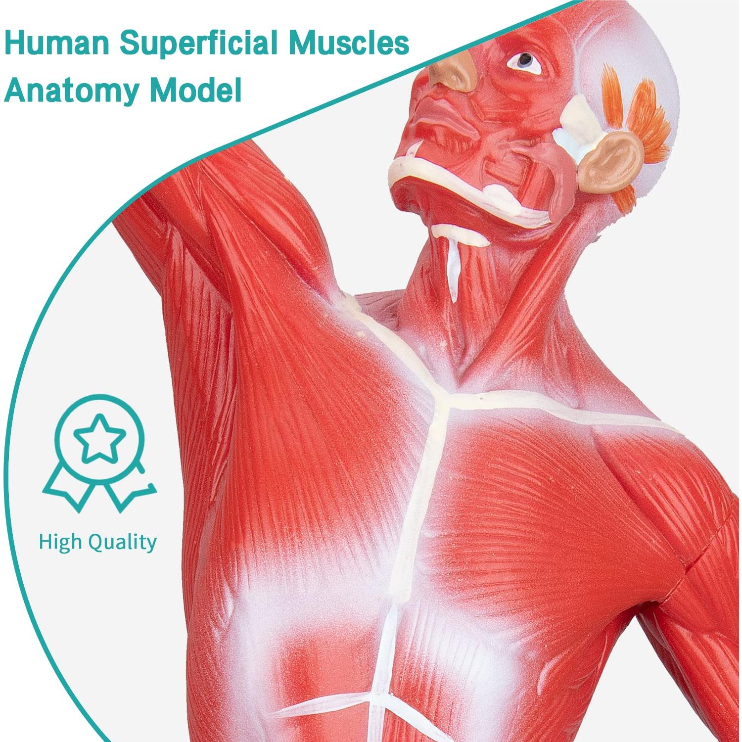 Modelo de Anatomía Muscular Humana Miniatura 1/4 LVCHEN