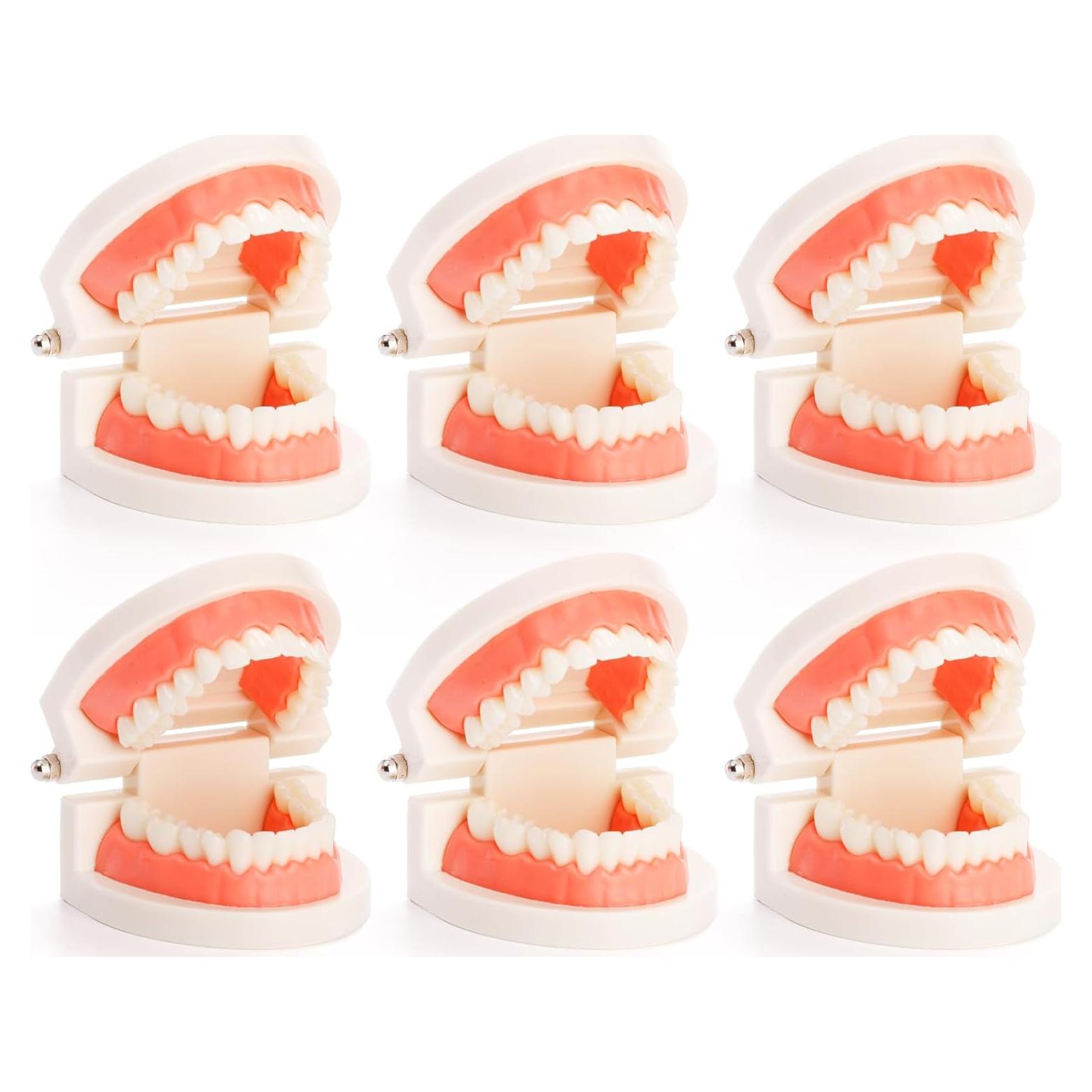 Modelo Dental ZENFUN 6 Piezas para Estudio y Enseñanza