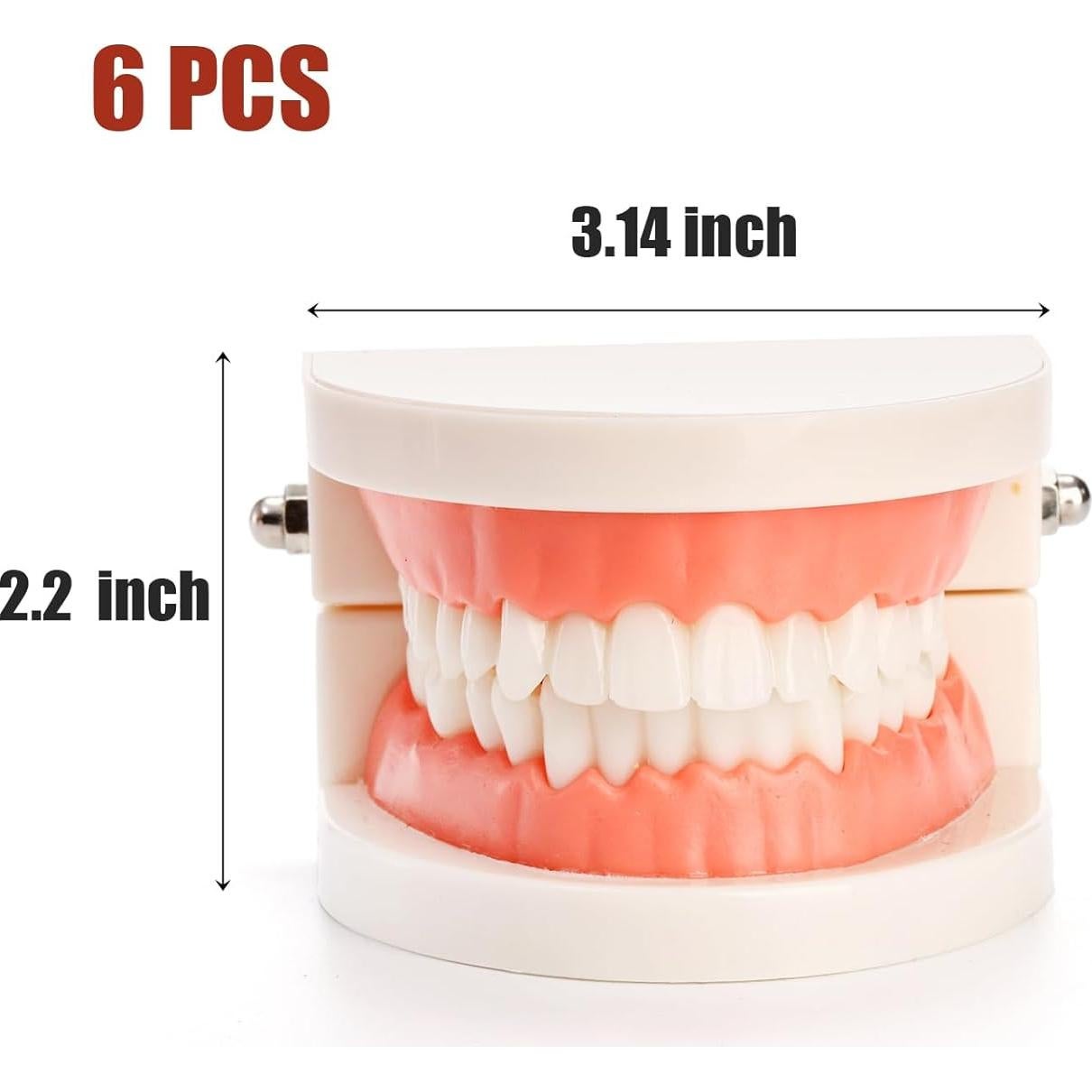 Modelo Dental ZENFUN 6 Piezas para Estudio y Enseñanza