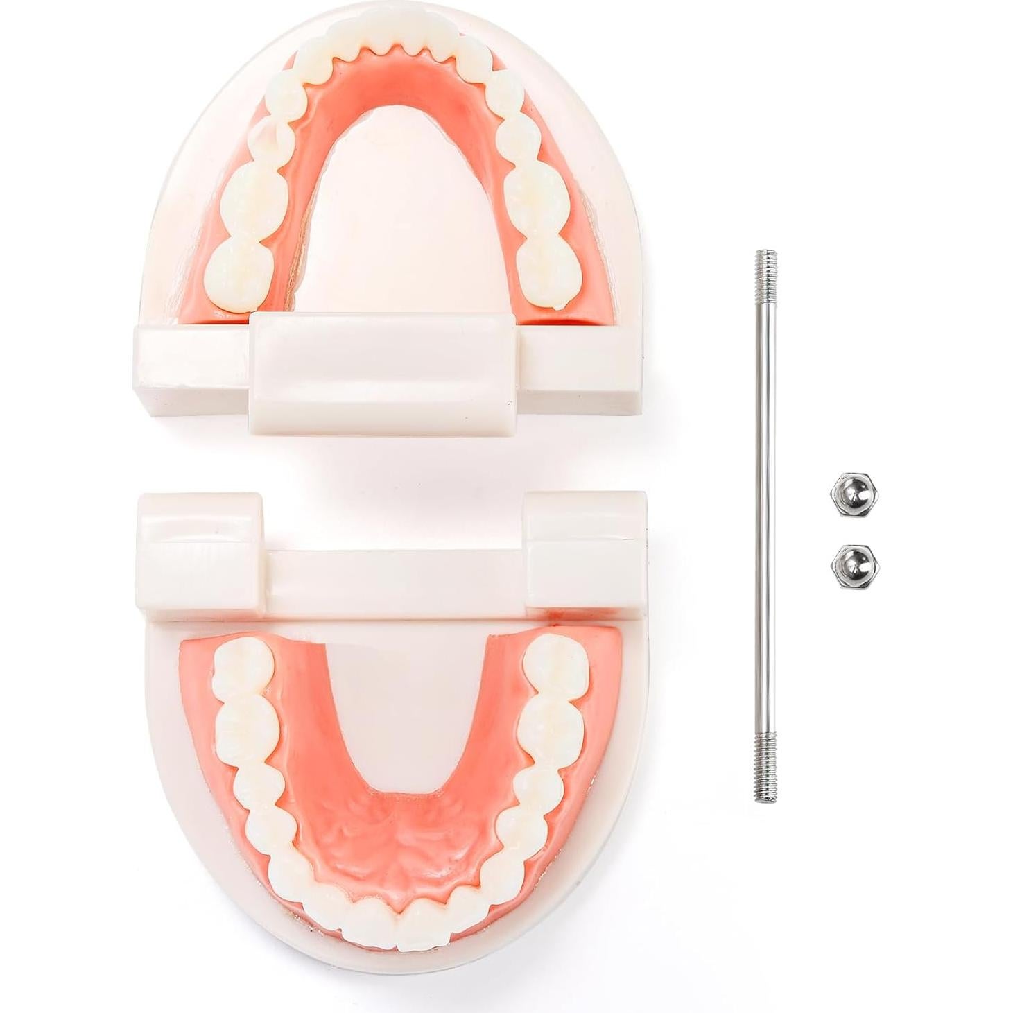 Modelo Dental ZENFUN 6 Piezas para Estudio y Enseñanza