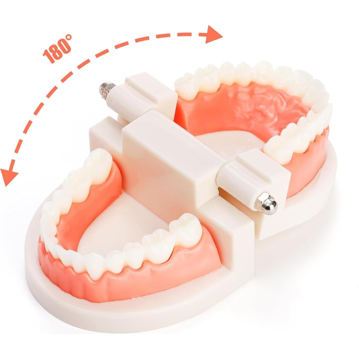 Modelo Dental ZENFUN 6 Piezas para Estudio y Enseñanza