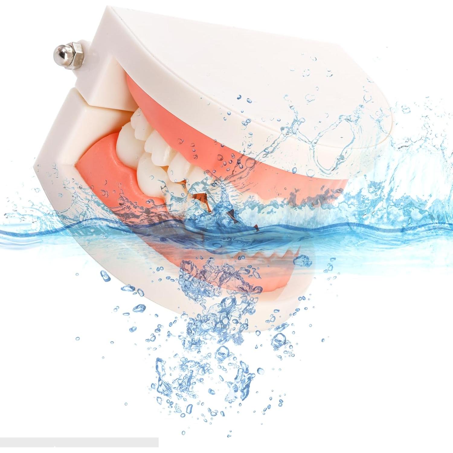 Modelo Dental ZENFUN 6 Piezas para Estudio y Enseñanza