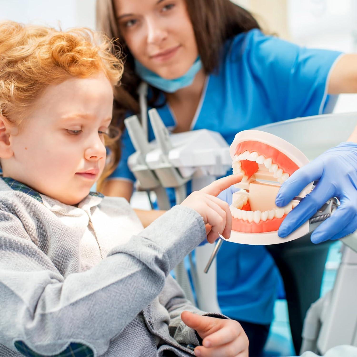 Modelo Dental ZENFUN 6 Piezas para Estudio y Enseñanza