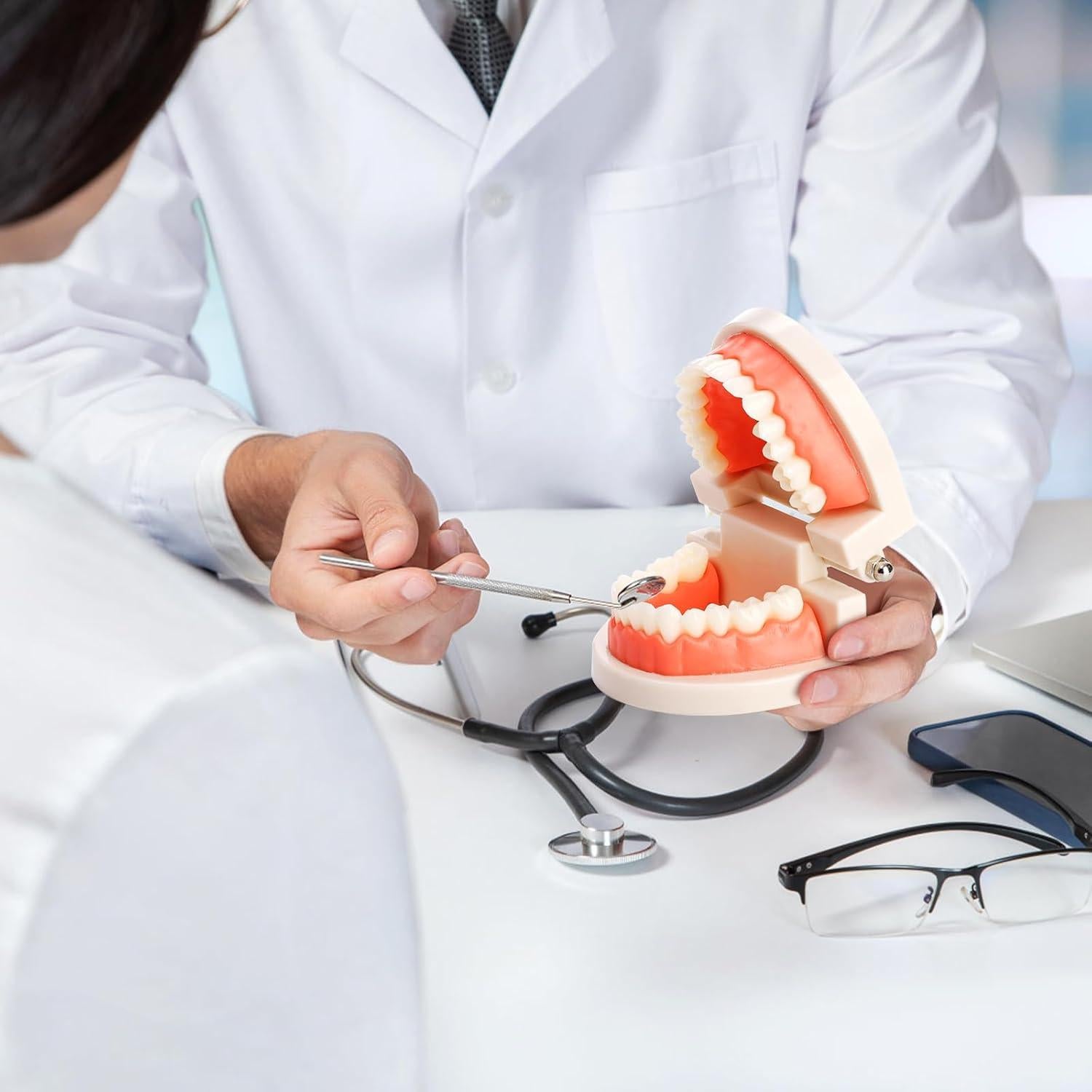 Modelo Dental ZENFUN 6 Piezas para Estudio y Enseñanza