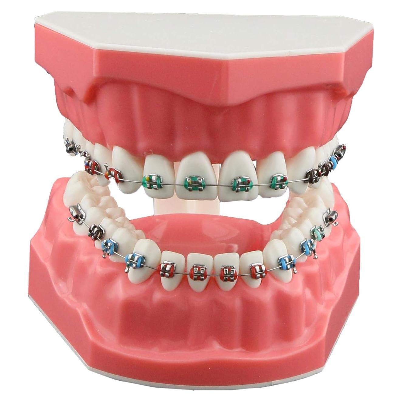 Modelo de Ortodoncia Typodont Dentalmall con Soporte Metálico